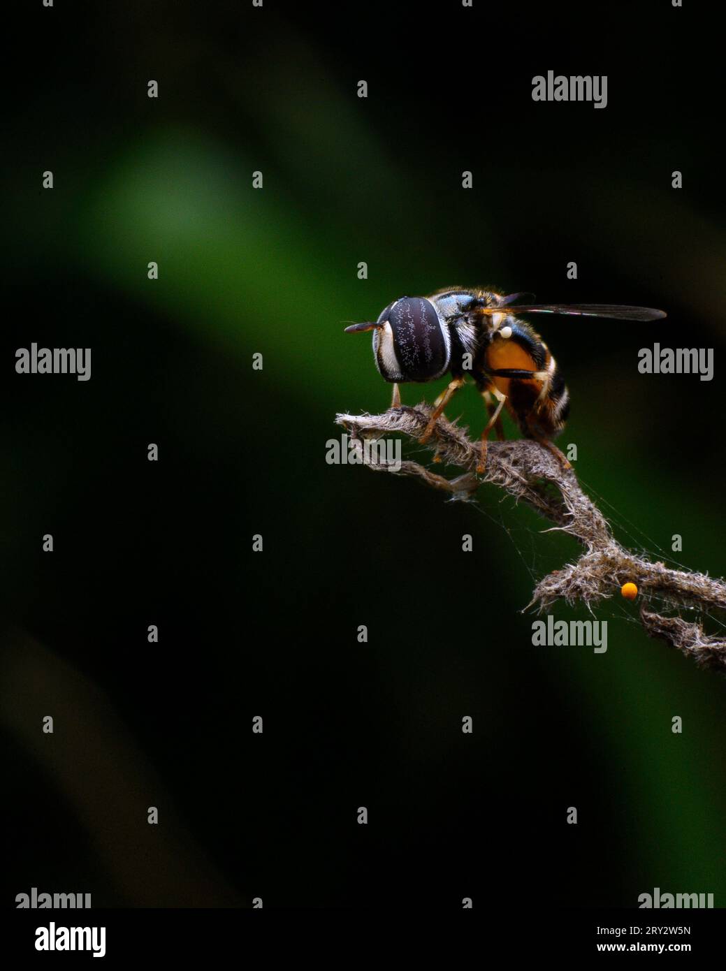 Extremes Makrobild einer Schwebefliege, die auf einem Stock ruht Stockfoto