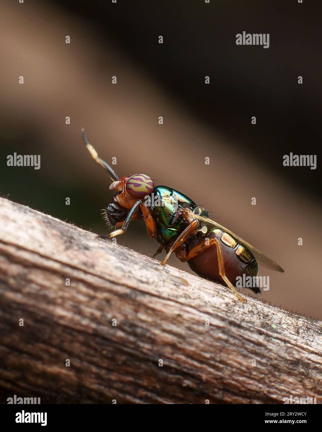 Grünes Fly-Makrobild mit gestochen scharfen Details Stockfoto