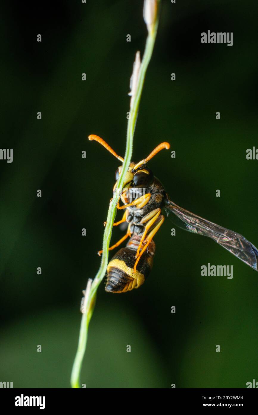 Gelbes, gestreiftes Wasp Extreme Makro-Nahaufnahme-Bild mit gestochen scharfen Details Stockfoto