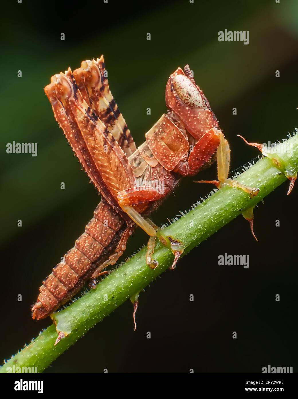 Extreme Makrobilder von Insekten mit gestochen scharfen Details Stockfoto
