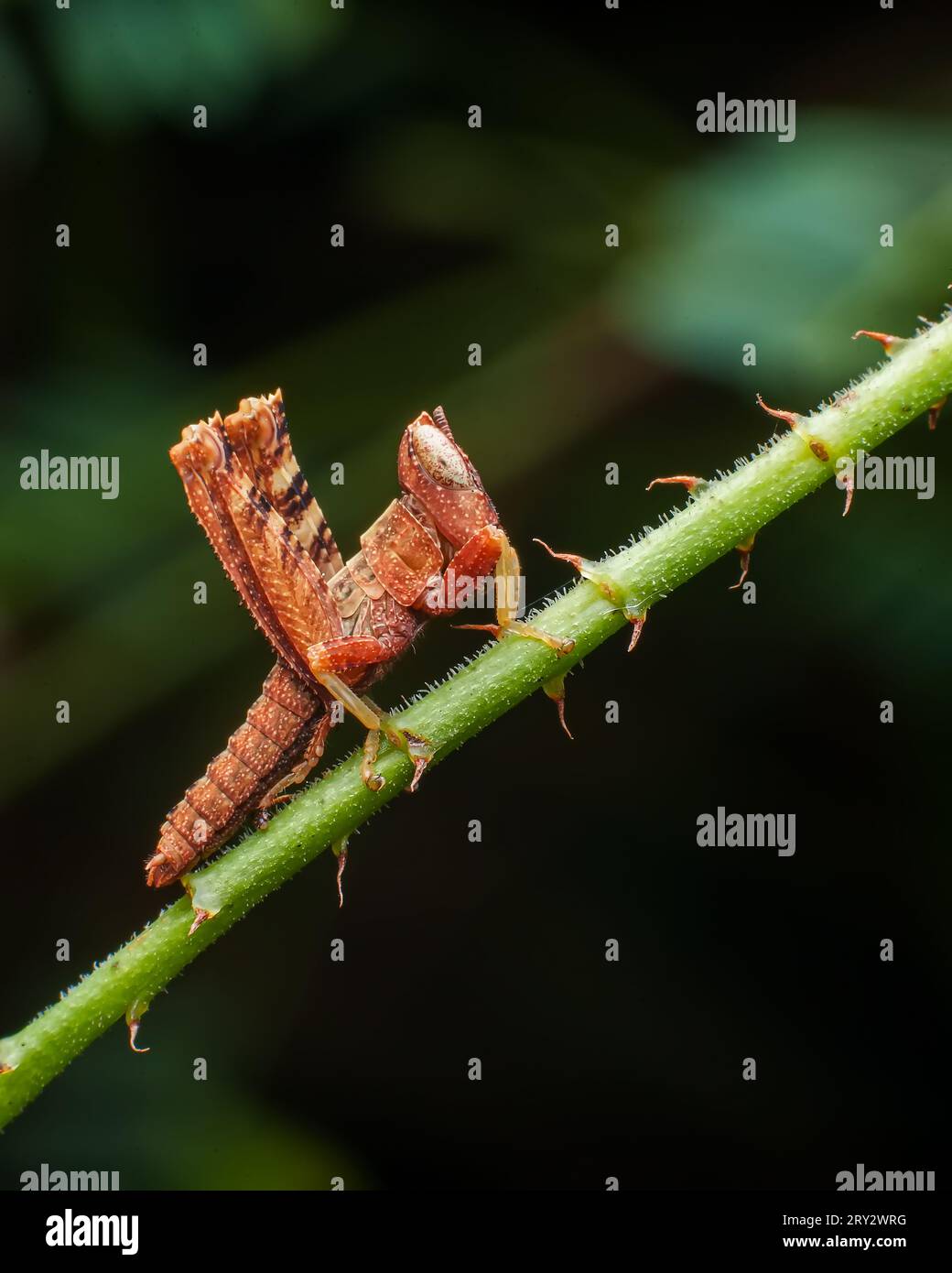 Extreme Makrobilder von Insekten mit gestochen scharfen Details Stockfoto