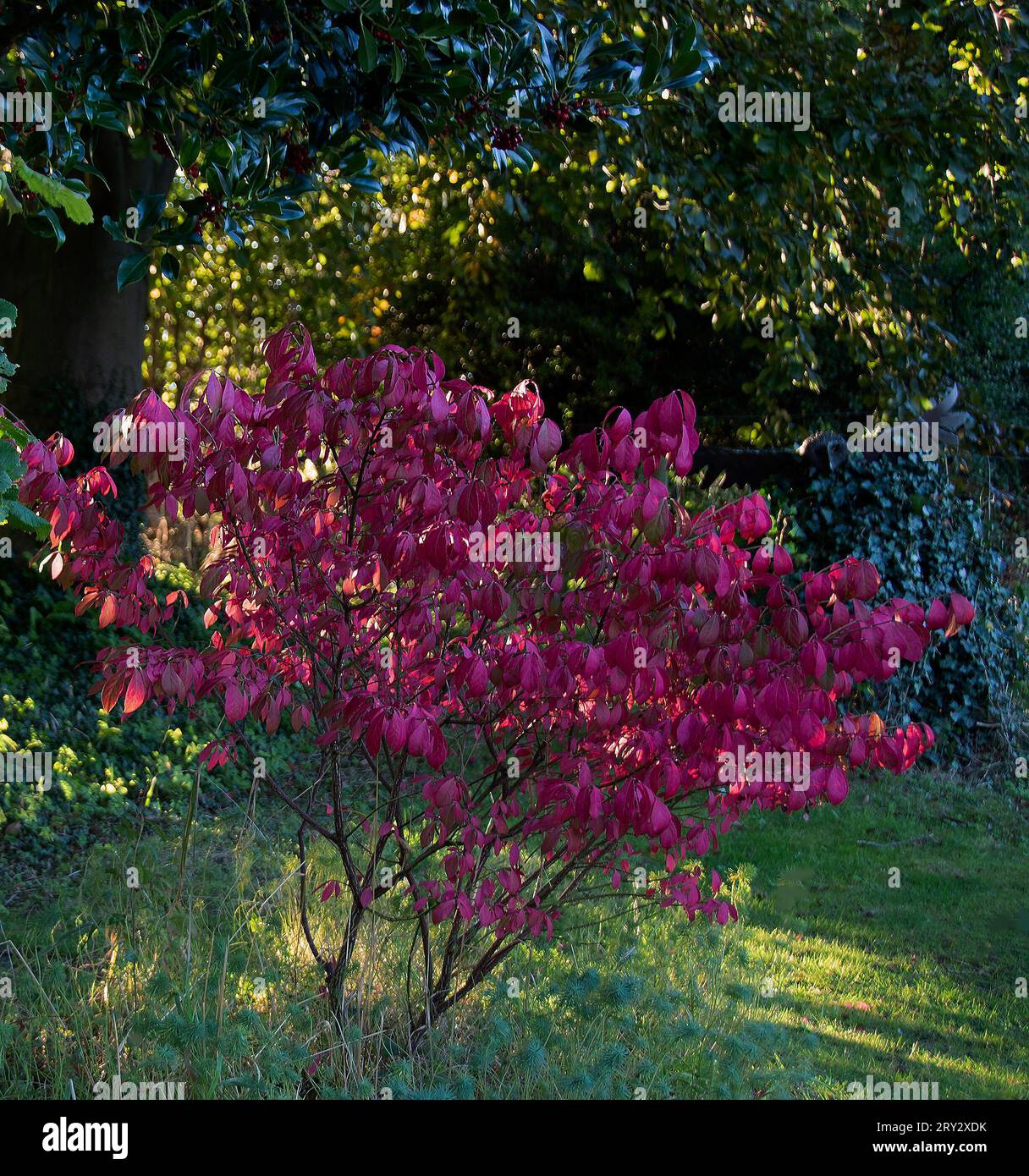 Euonymus alatus 'Compactus' Stockfoto