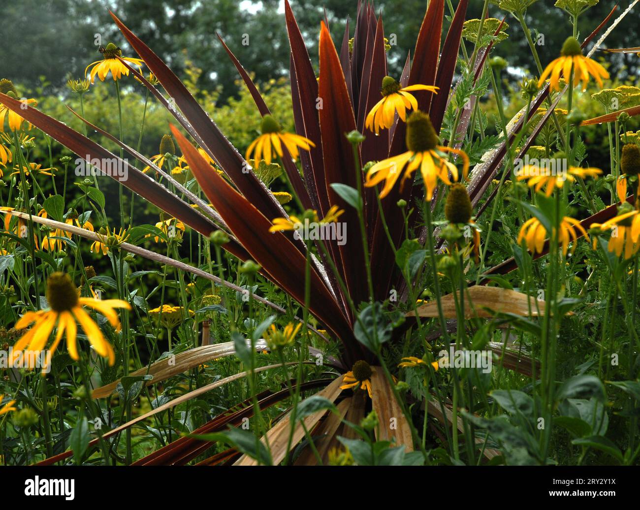 Rudbeckia 'Herbstsonne' und Phormium tenax 'Purpureum' im Regen Stockfoto