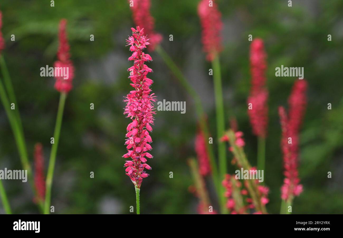 Die roten Blütenspitzen von Persicaria amplexicaulis Stockfoto