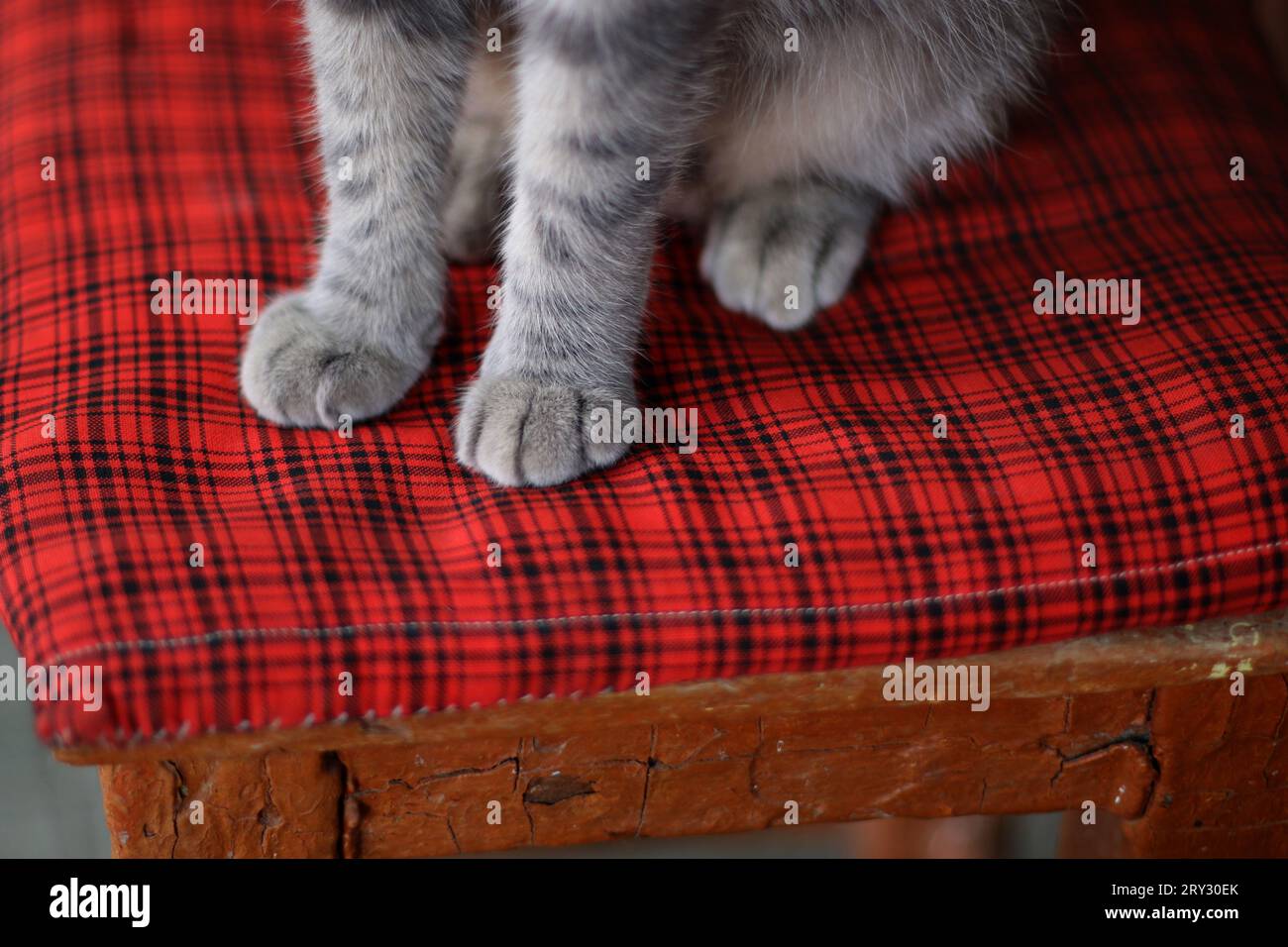 Fellpfoten einer grauen Katze aus der Nähe auf einem roten karierten Kissen Stockfoto