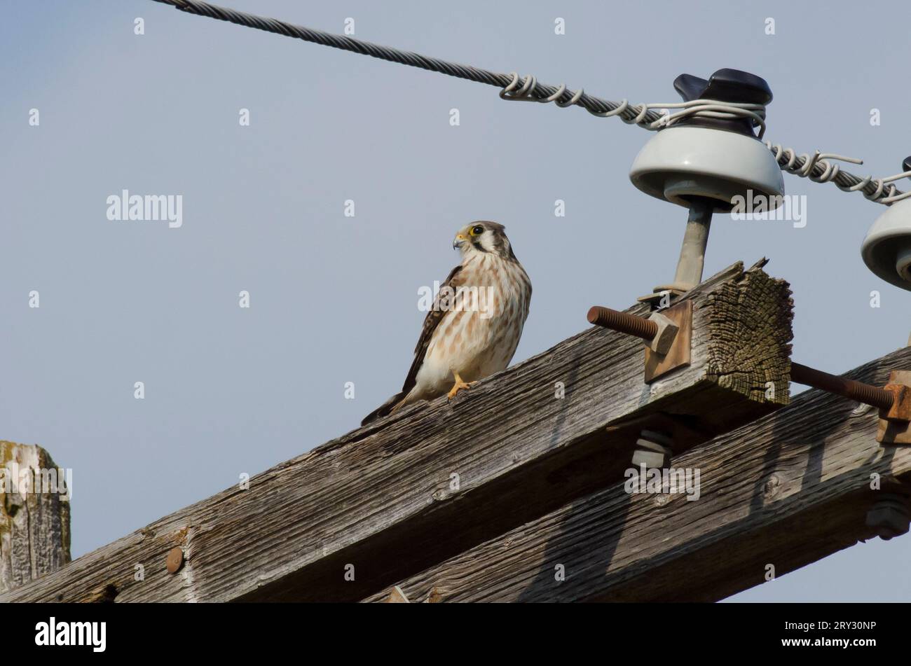 American Kestrel, Falco sparverius, auf einem Strommast Stockfoto