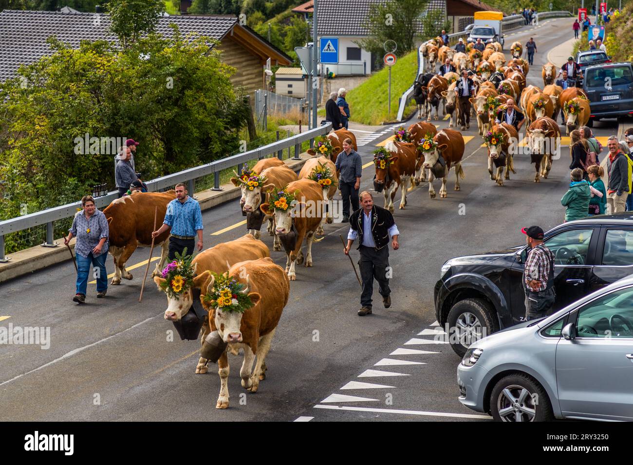 Herbstlich zeremonielle Viehabtrieb von Bergweiden ins Tal von Plaffeien in der Schweiz. Alpenzug in Oberschrot. Jedes Jahr im Herbst werden die Rinder vom Sommer auf der Alpe in einer Prozession zurück ins Dorf getrieben. Stockfoto