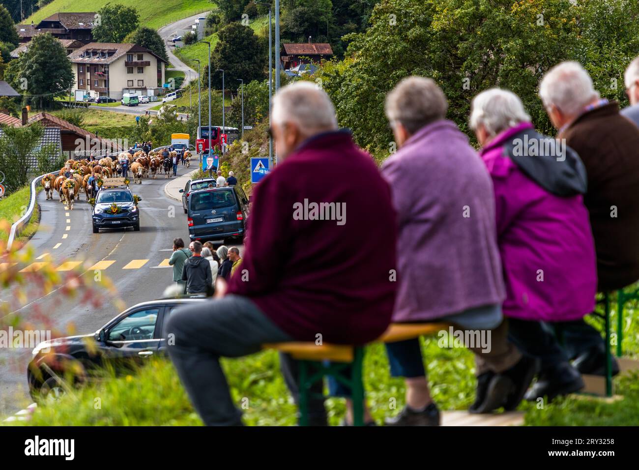 Herbstlich zeremonielle Viehabtrieb von Bergweiden ins Tal von Plaffeien in der Schweiz. Alpenzug in Oberschrot. Jedes Jahr im Herbst werden die Rinder vom Sommer auf der Alpe in einer Prozession zurück ins Dorf getrieben. Stockfoto