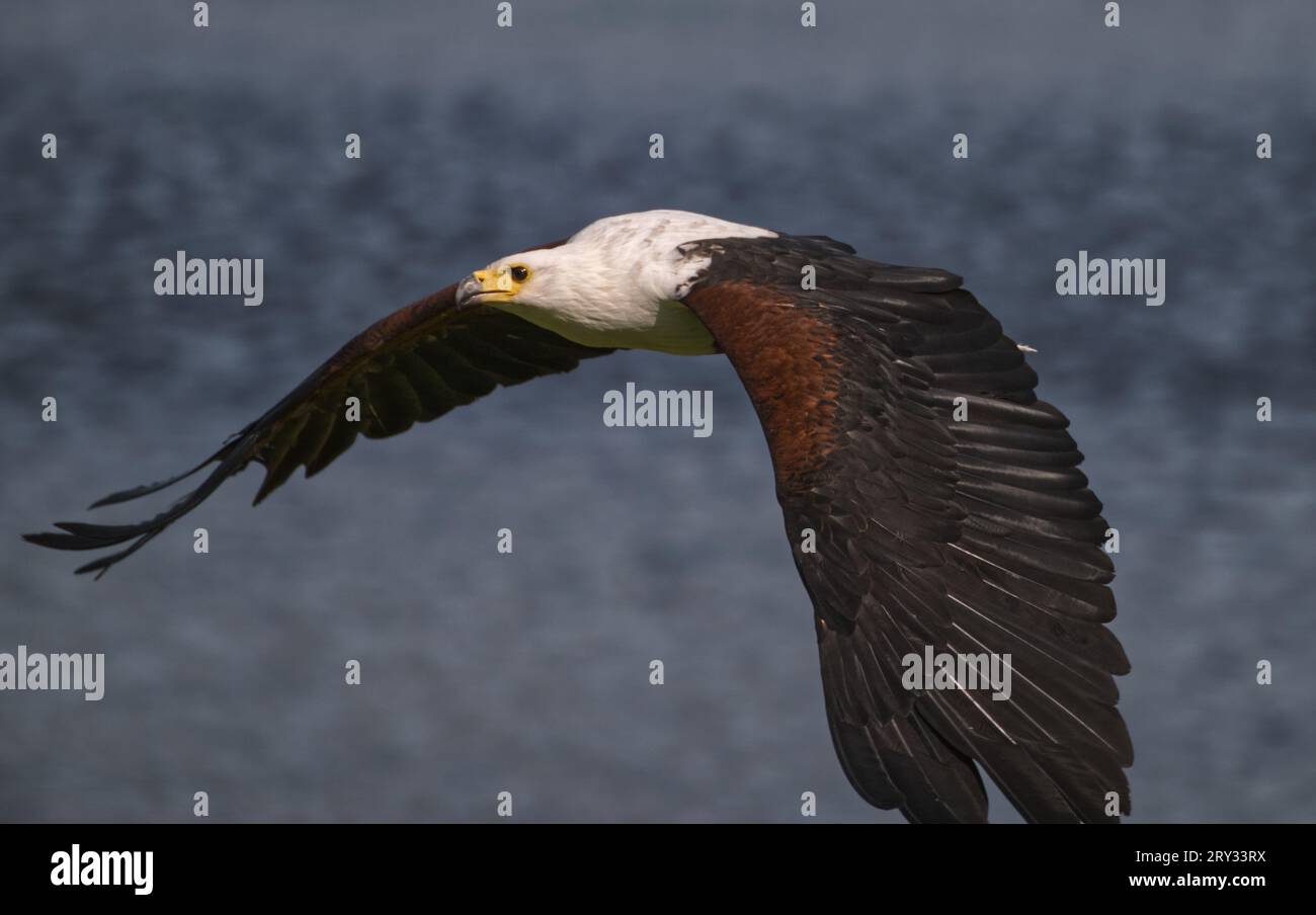 Afrikanische Fischadler Stockfoto