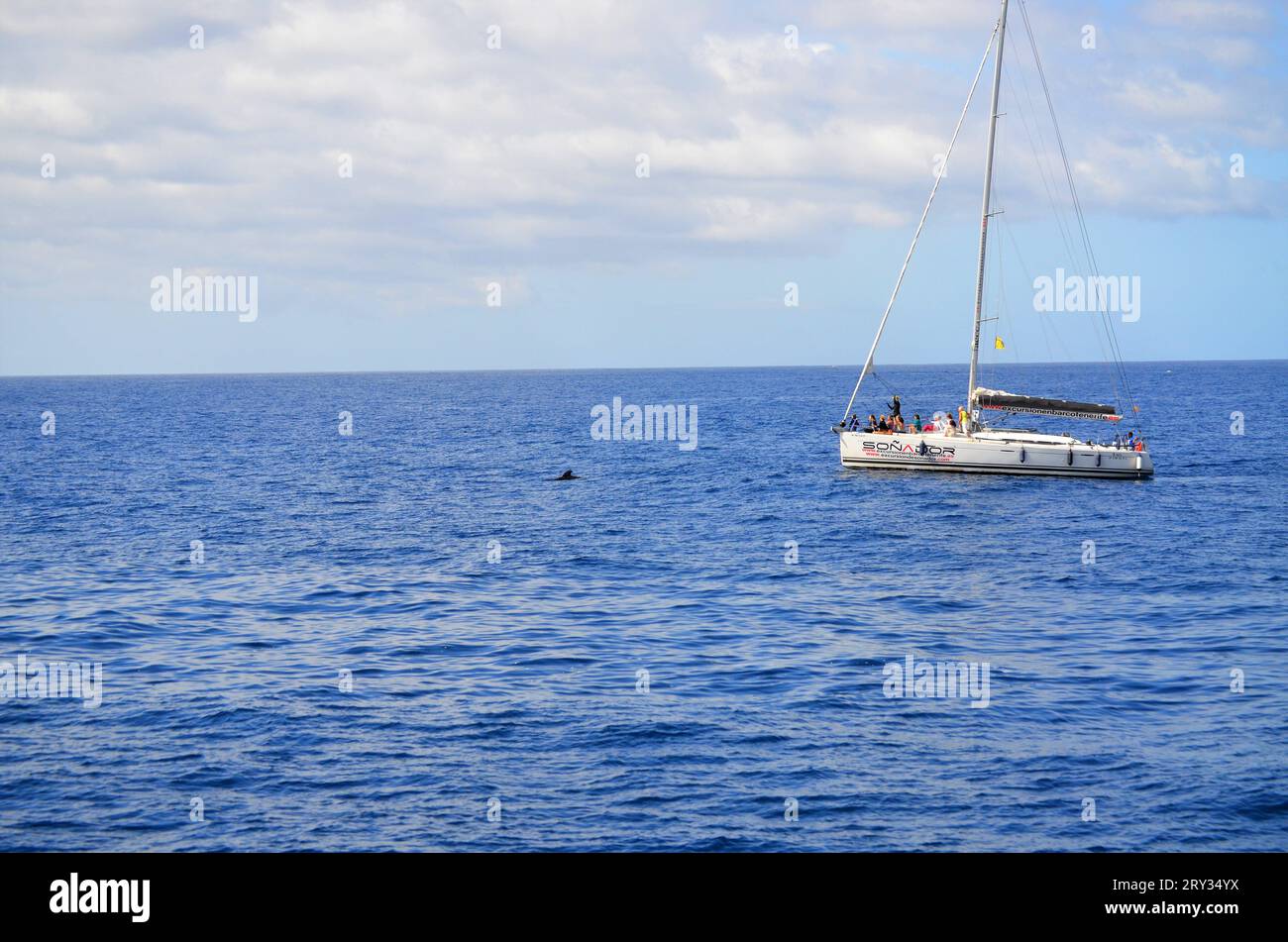 Costa Adeje, Teneriffa 03.19.2018: Ein Touristenboot, das Delfine an der Costa de Adeje im Süden von Teneriffa, Kanarische Inseln, beobachtet Stockfoto