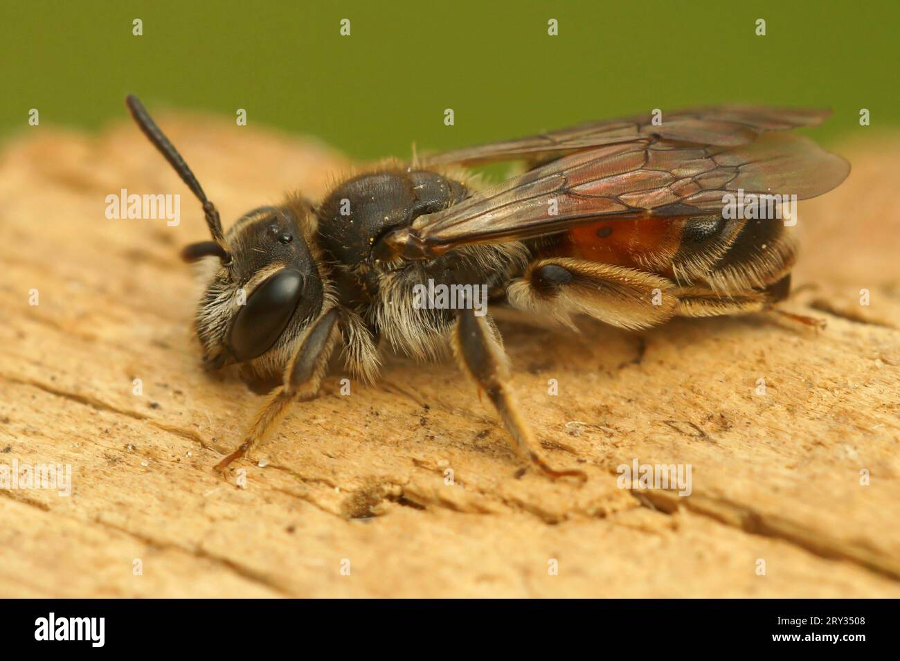 Natürliche Nahaufnahme einer roten Bergbaubiene, Andrena labiata, die auf Holz sitzt Stockfoto