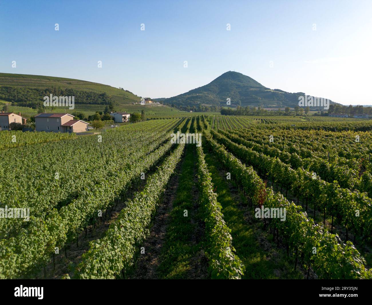 Aus der Vogelperspektive der italienischen Weinregion mit Weinreben von Weinbergen und sanften Hügeln in der Landschaft von Vo in Colli Euganei in Padua Stockfoto