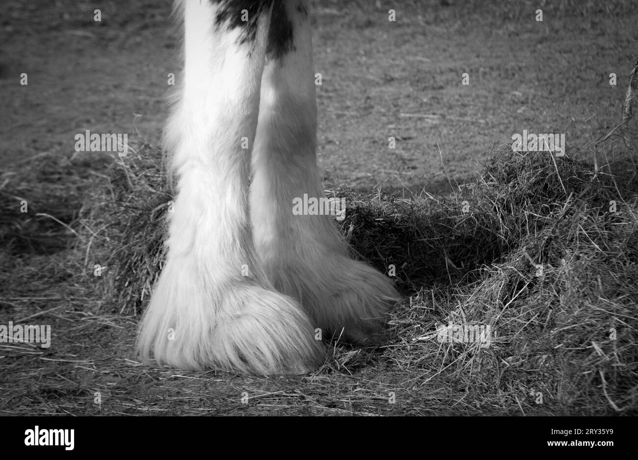 Zugpferdehufe Stockfoto