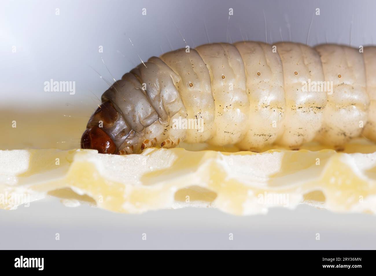 Detailansicht der Larve Galleria mellonella Stockfoto