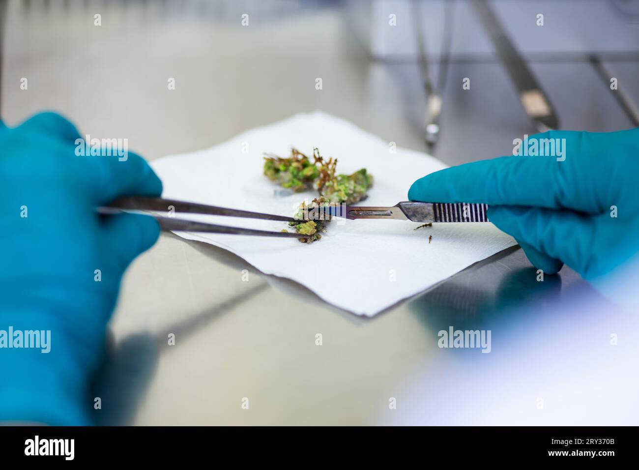 Pflanzengewebekultur für die Agrarforschung, Stammzellregeneration in der Pflanzengewebekultur Stockfoto