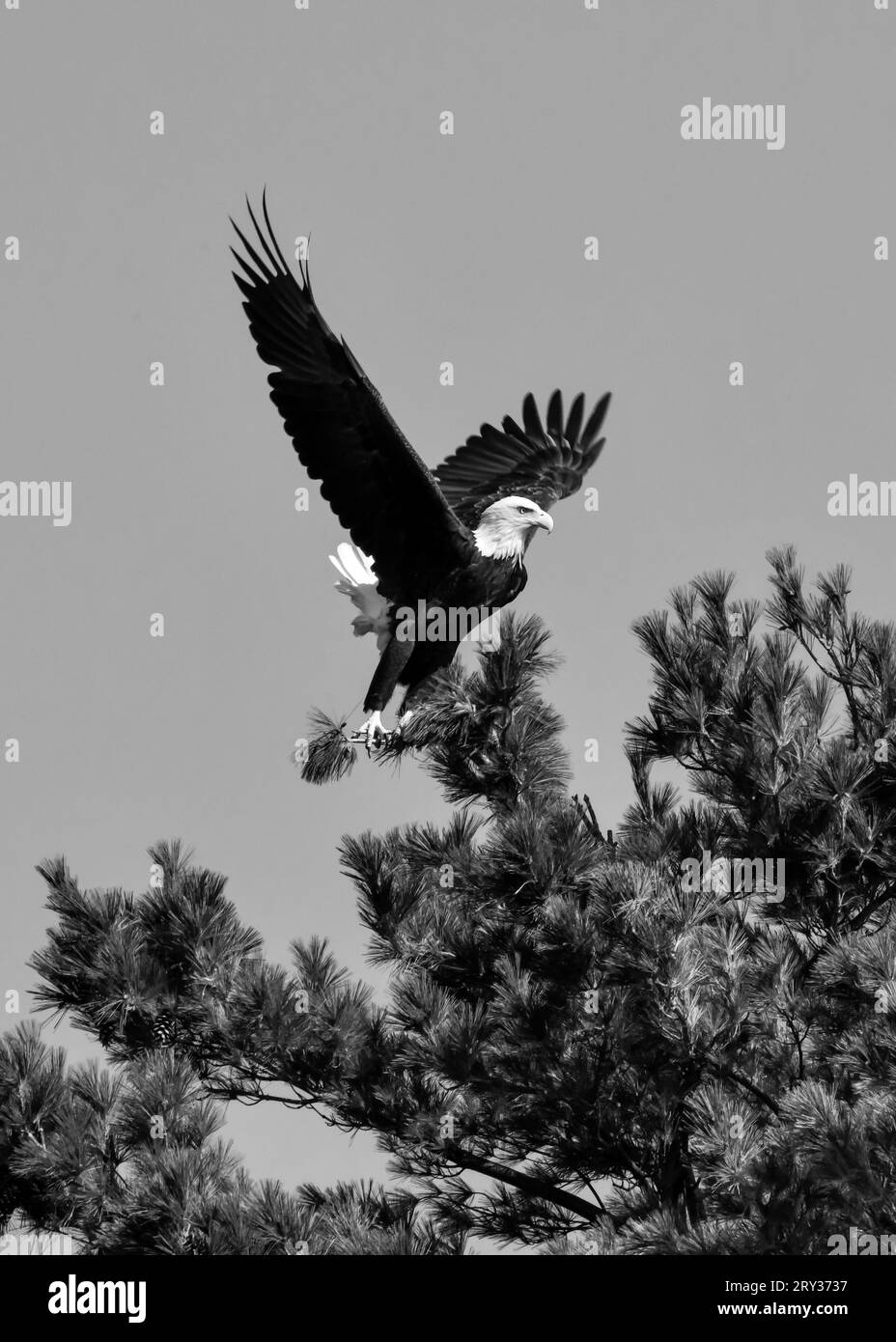 Ein einziger amerikanischer Weißkopfseeadler, der auf dem Baum hockt, bereit zum Fliegen Stockfoto