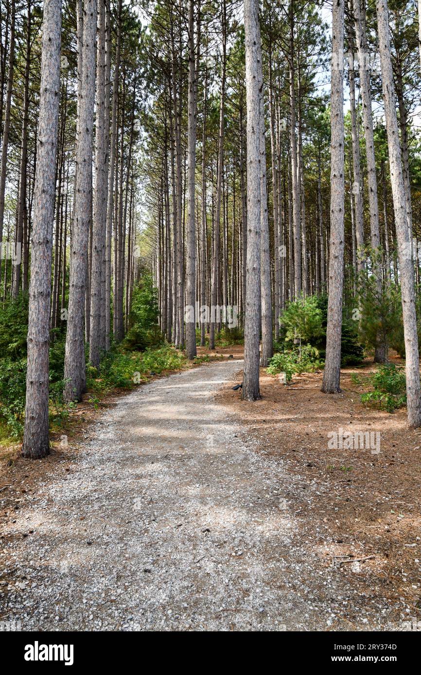 Hohe Kiefern in den Wäldern entlang des Wanderweges Stockfoto