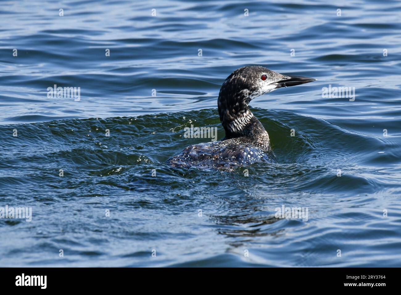 Junger Jugendlicher gemeiner Loon, der entlang des blauen Sees schwimmt Stockfoto