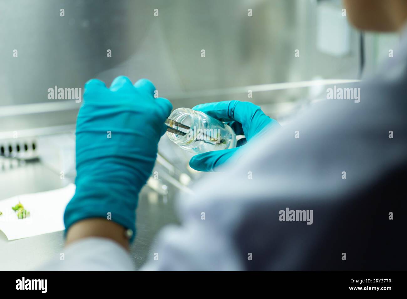 Pflanzengewebekultur für die Agrarforschung, Stammzellregeneration in der Pflanzengewebekultur Stockfoto