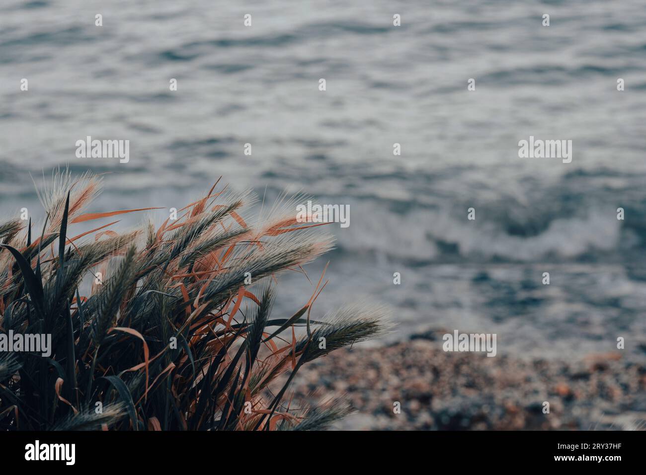 Etwas weizenartige Vegetation neben einem steinigen Strand Stockfoto