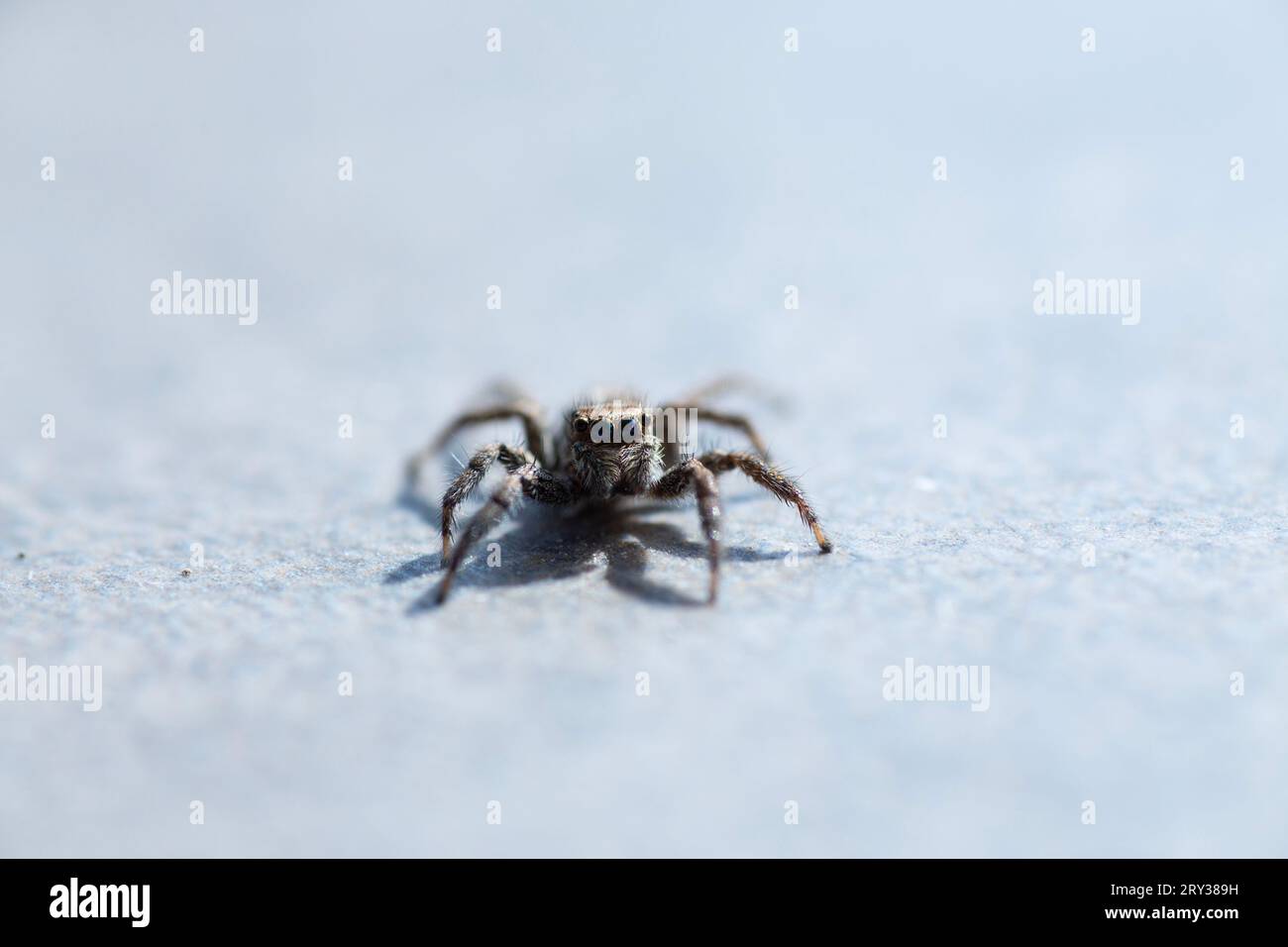 Spider-Foto beim Natur-Makrofoto Stockfoto
