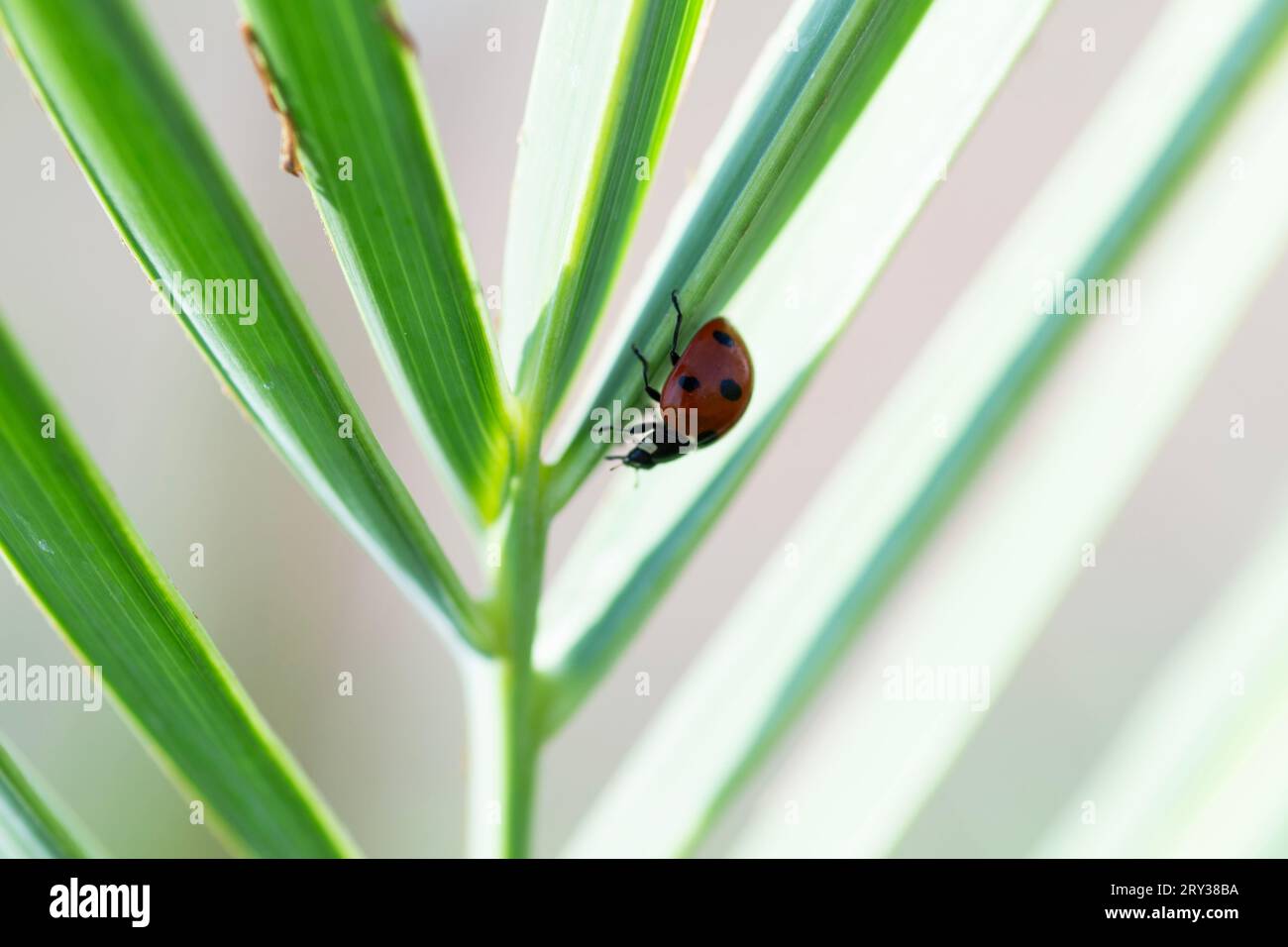 Süßer Marienkäfer kriecht auf grünen Blättern Stockfoto