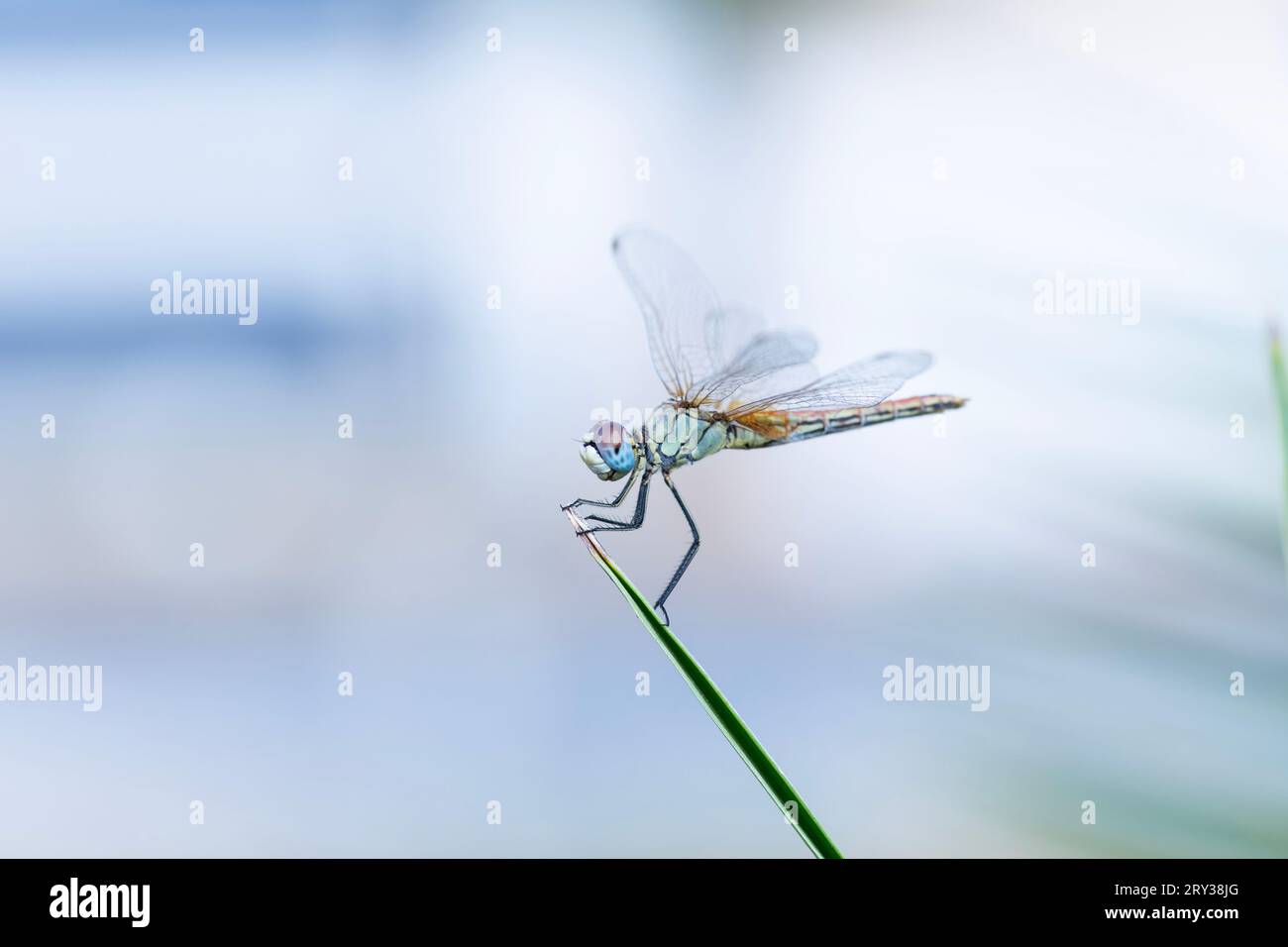 Die Libelle in ihrem natürlichen Lebensraum Stockfoto