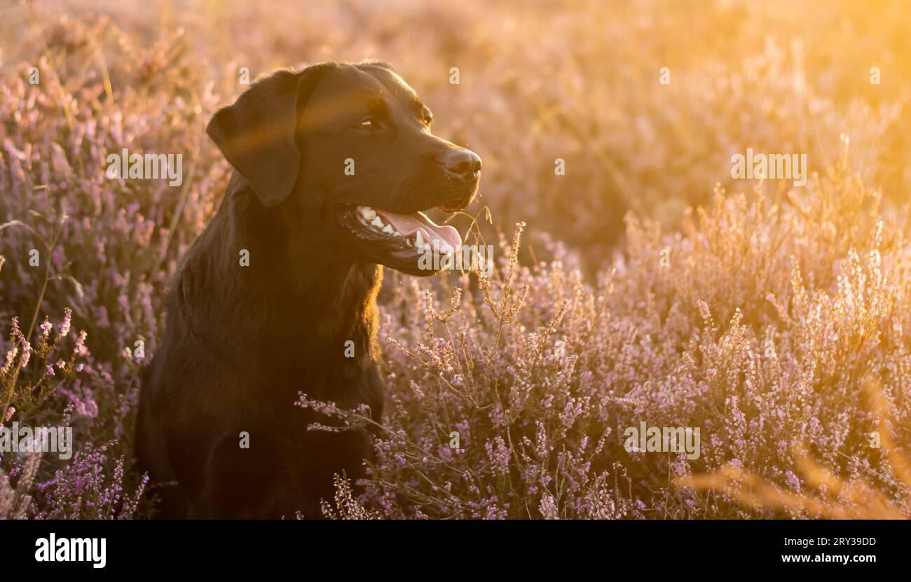 Labrador Retriever sitzt während der goldenen Stunde zwischen violettem Lavendel und blickt von der Kamera weg Stockfoto