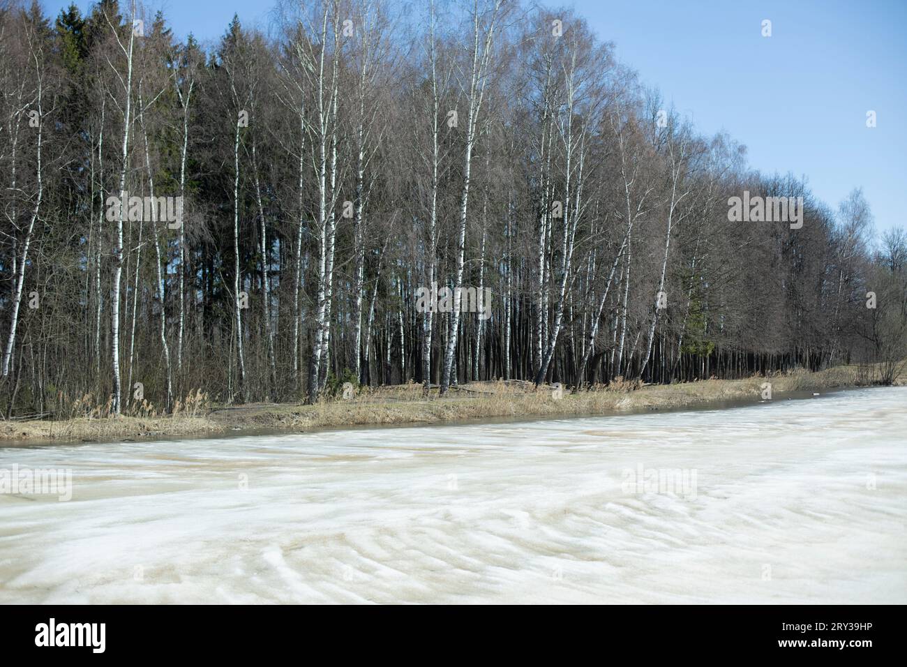 Birkenhain im Frühjahr. Frühlingseis auf dem See. Ufer mit Birken. Russische Landschaft. Stockfoto