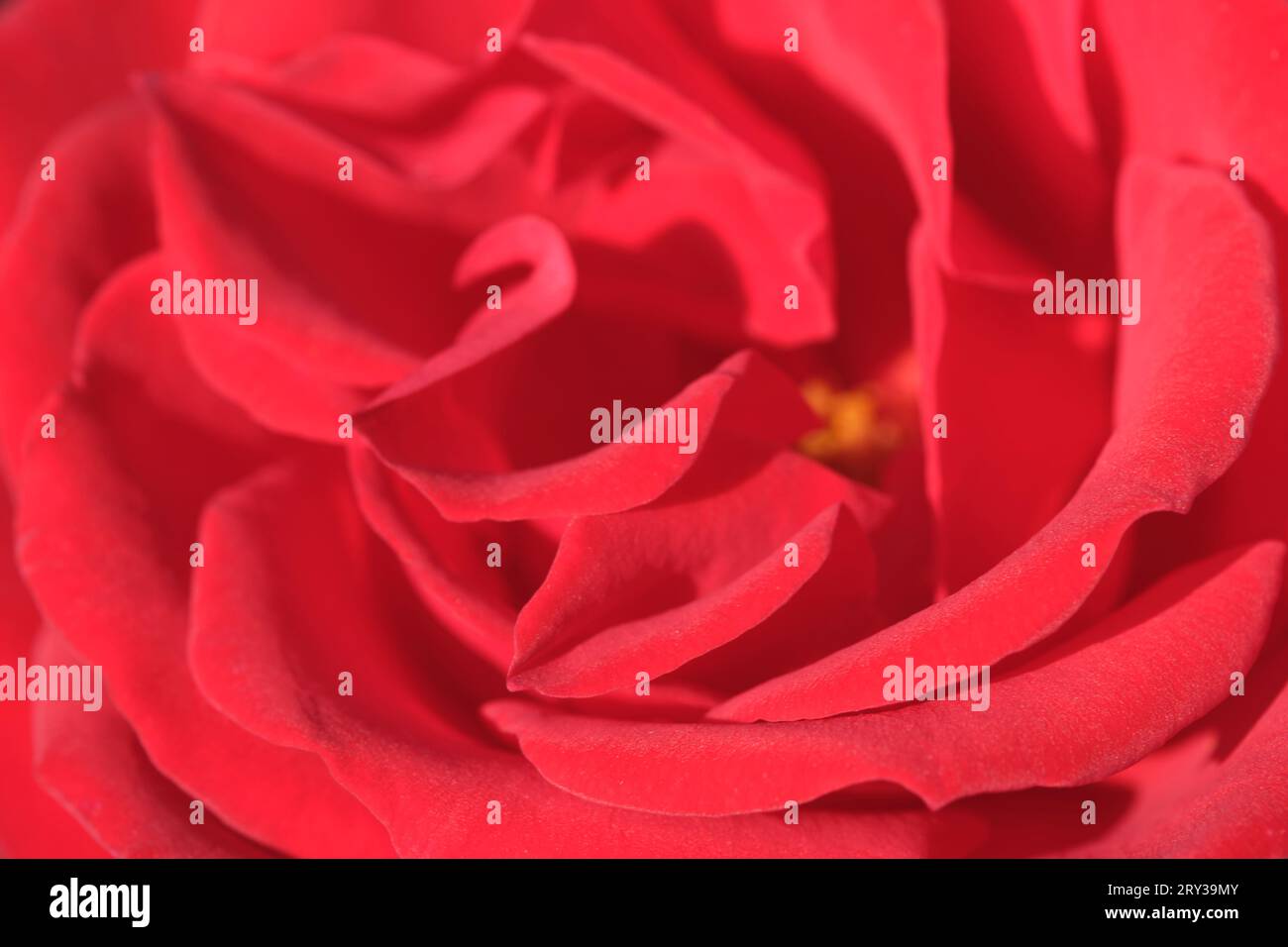 Hintergrund von leuchtend roter Rose, schöne Blume Stockfoto