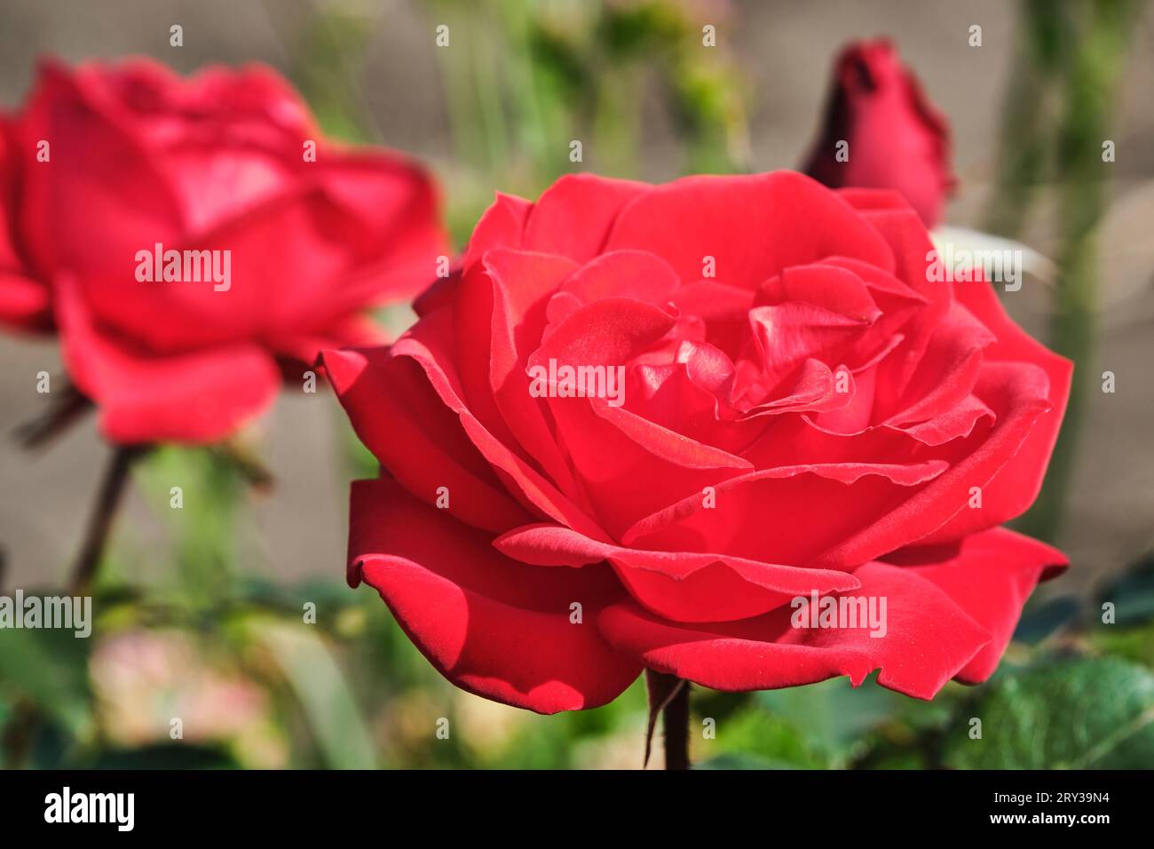 Hintergrund von leuchtend roter Rose, schöne Blume Stockfoto