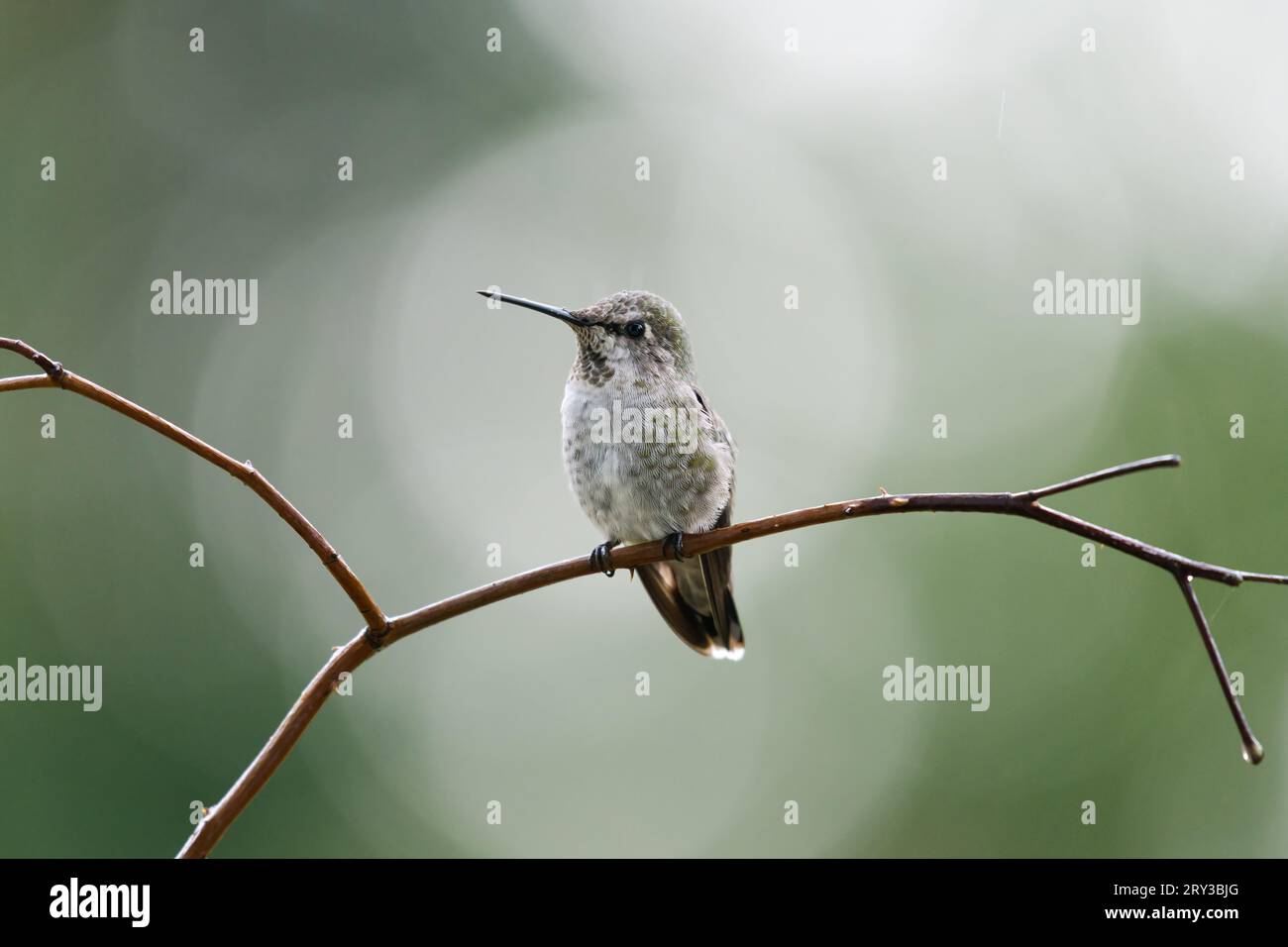 Annas Kolibri auf Barsch mit grünem Bokeh-Hintergrund Stockfoto