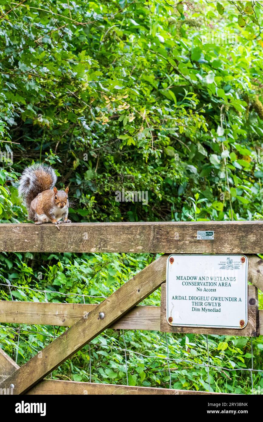 Graues Europäisches Eichhörnchen an einem Tor mit einem Schild zum Schutzgebiet. Konzept. Schutz. Erhaltung. Humor. Natur. Wildtiere. Umgebung. Stockfoto