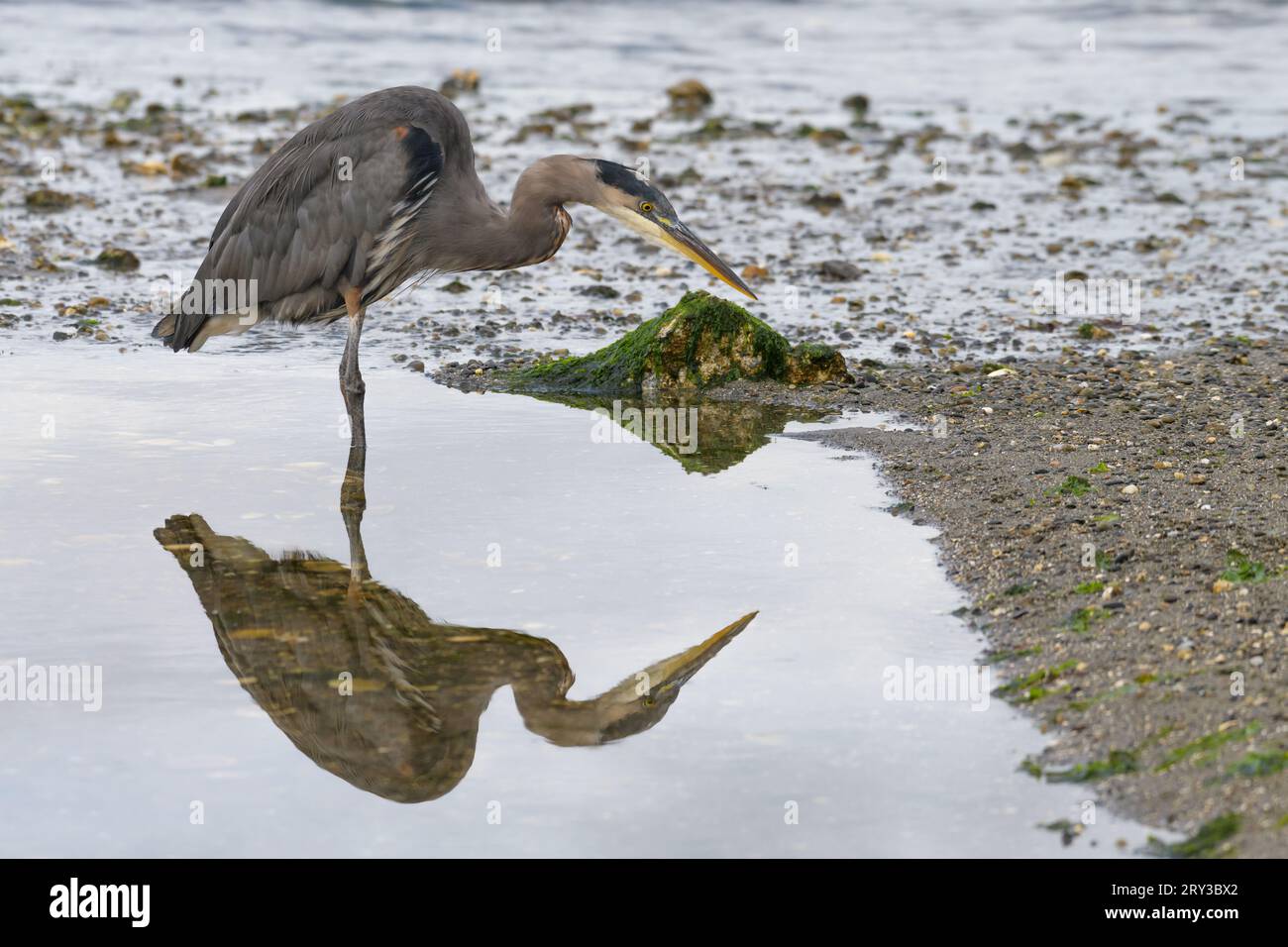 Great Blue heron Ardea herodias stehen mit Reflexion im Gezeitenbecken, während es nach Essen sucht Stockfoto