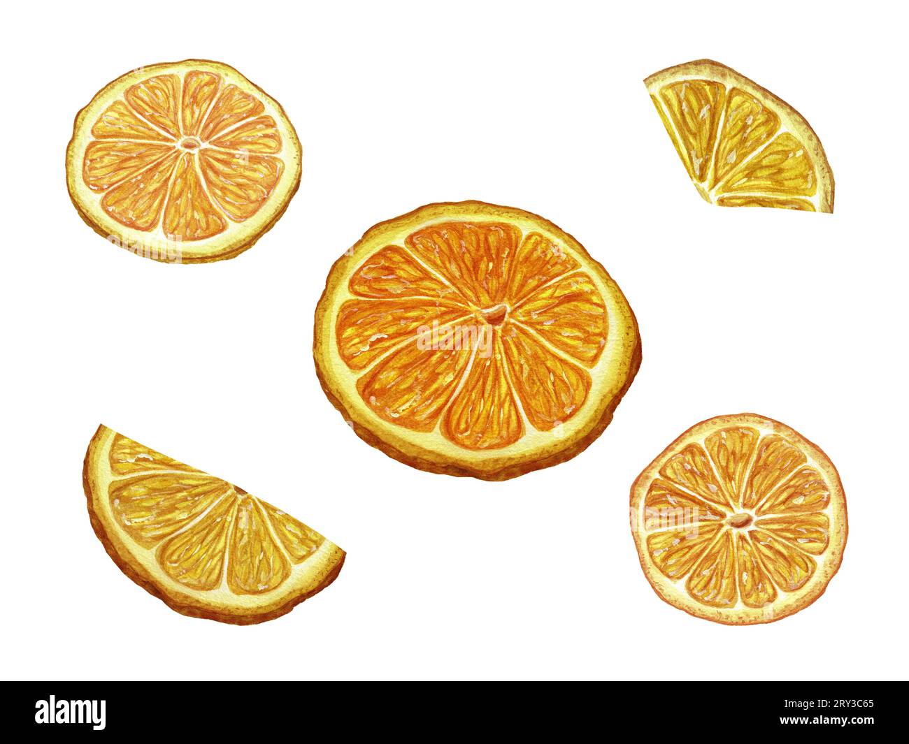 Set aus orangefarbenen Schichten, Schnittpfad. Getrocknete Orangenscheibe zur Dekoration. Fruchtstück, Zitrusfrüchte, Mandarinen, reif. Aquarellzeichnung für Verpackung Stockfoto