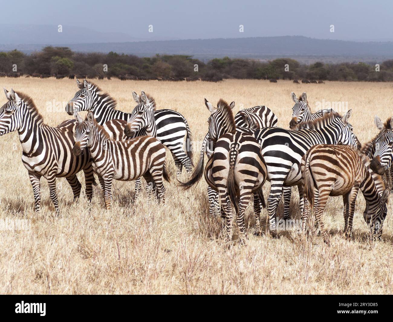 Blick auf eine kleine Gruppe afrikanischer Zebras Stockfoto