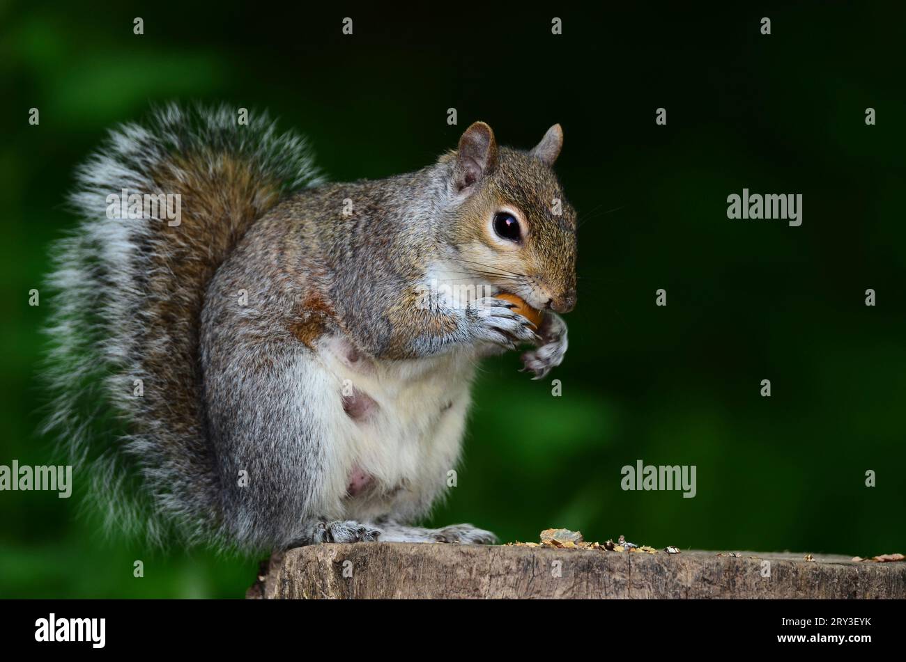 Erwachsenes graues Eichhörnchen sciurus carolinensis isst eine Eichel Stockfoto