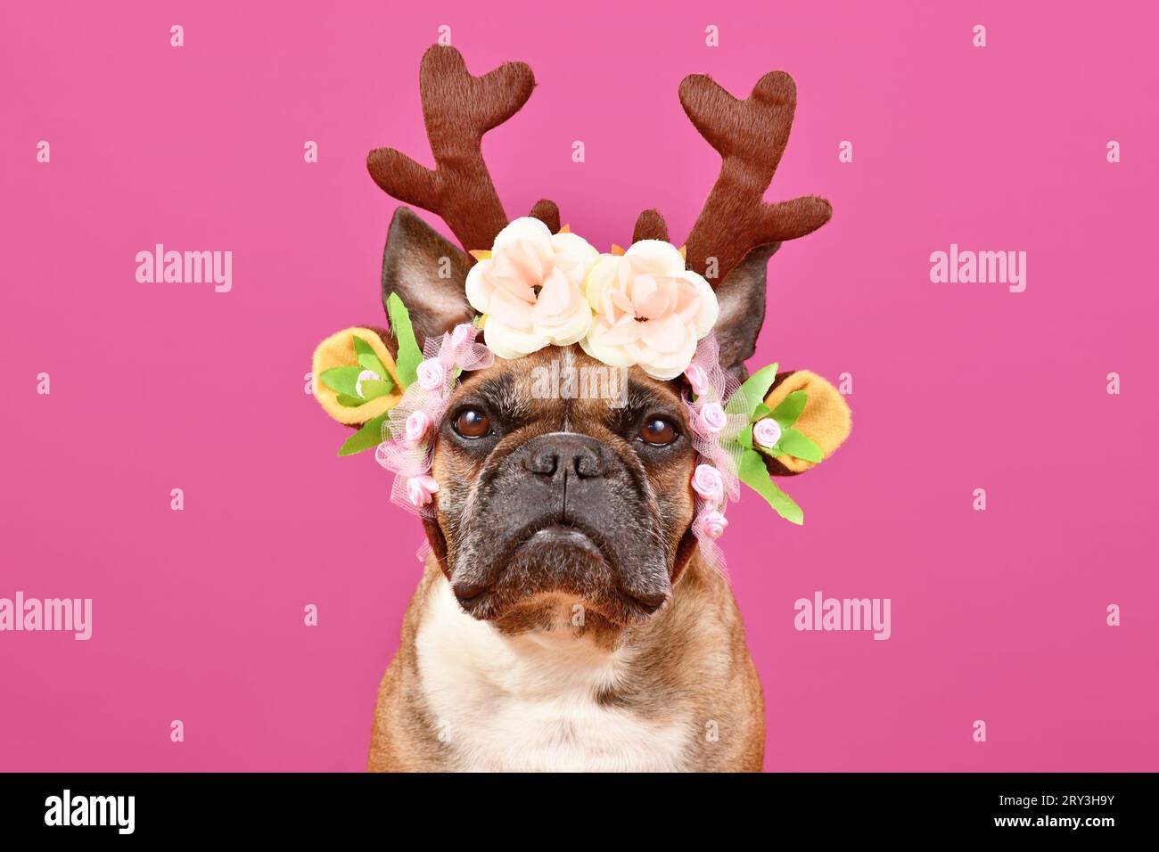Fawn Französisch Bulldog Hund trägt rote Weihnachten Rentier Geweih Stirnband mit Blumen vor rosa Hintergrund Stockfoto
