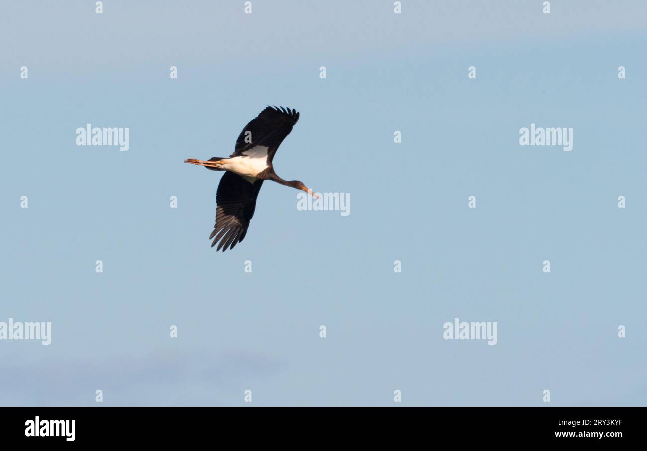 Lutherstadt Wittenberg, Deutschland. September 2023 25. 28.09.2023, Trebbin. Ein Schwarzstorch (Ciconia nigra) fliegt am Himmel über den Elbwiesen an der Elbe, etwa zehn Kilometer südöstlich von Lutherstadt Wittenberg. Kredit: Wolfram Steinberg/dpa Kredit: Wolfram Steinberg/dpa/Alamy Live News Stockfoto