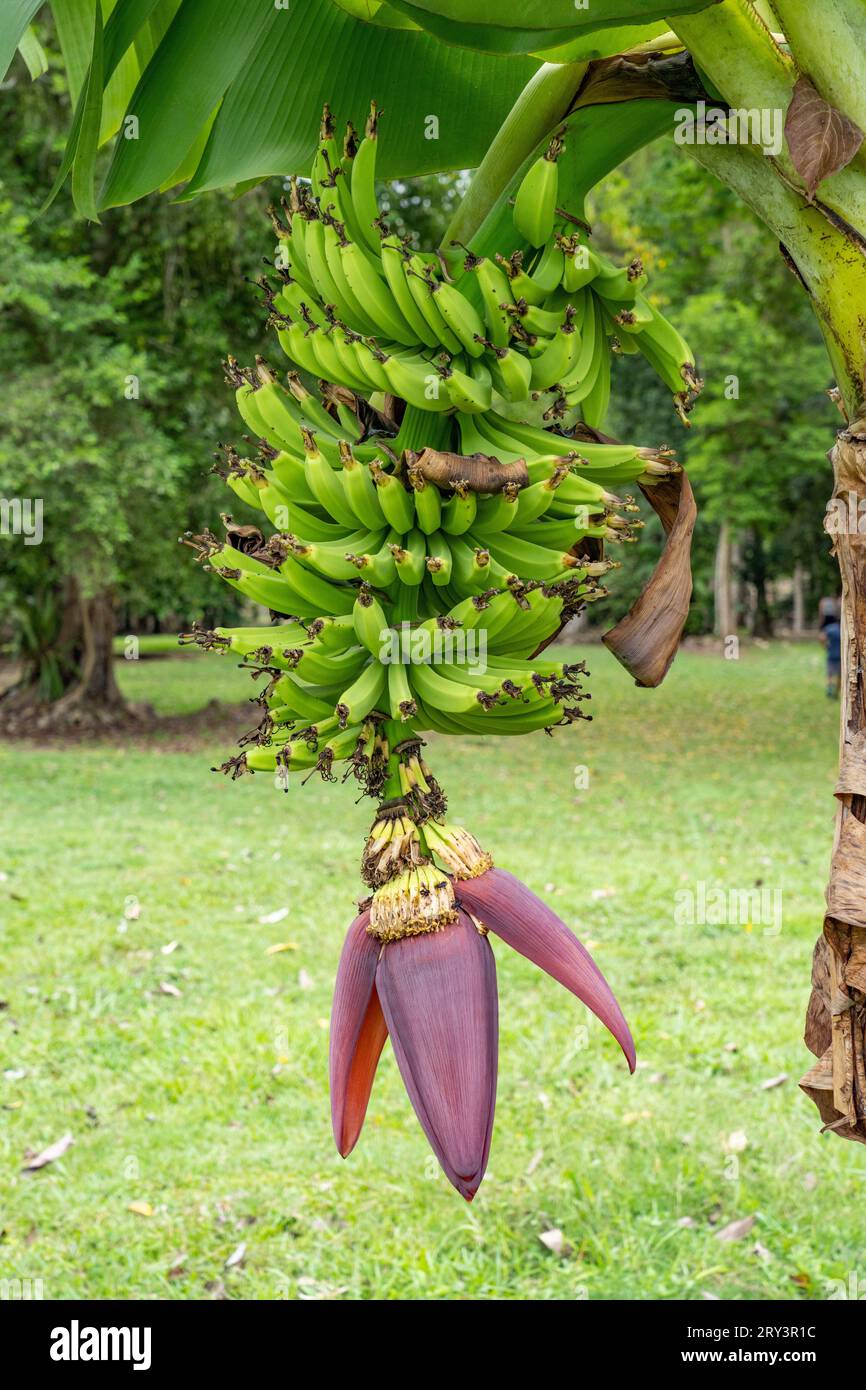 Bananen, die auf einem Baum im Archeologischen Reservat Caracol in Belize wachsen. Stockfoto