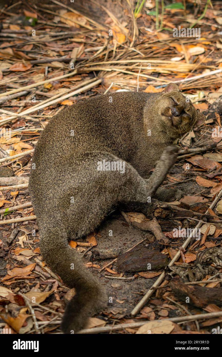 Ein Jaguarundi, Herpailurus yaguarondi, im Zoo von Belize. Stockfoto