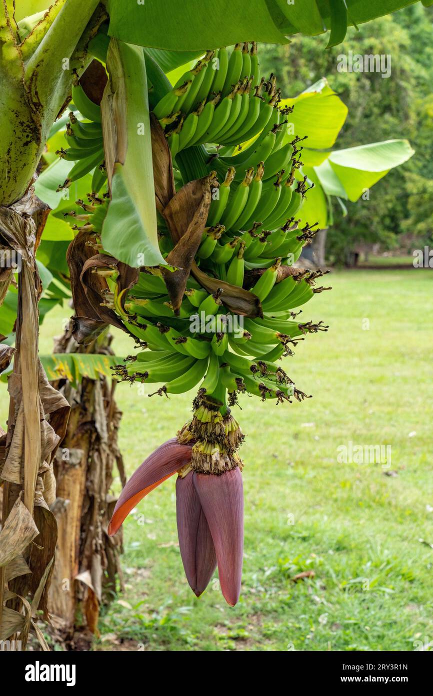 Bananen, die auf einem Baum im Archeologischen Reservat Caracol in Belize wachsen. Stockfoto