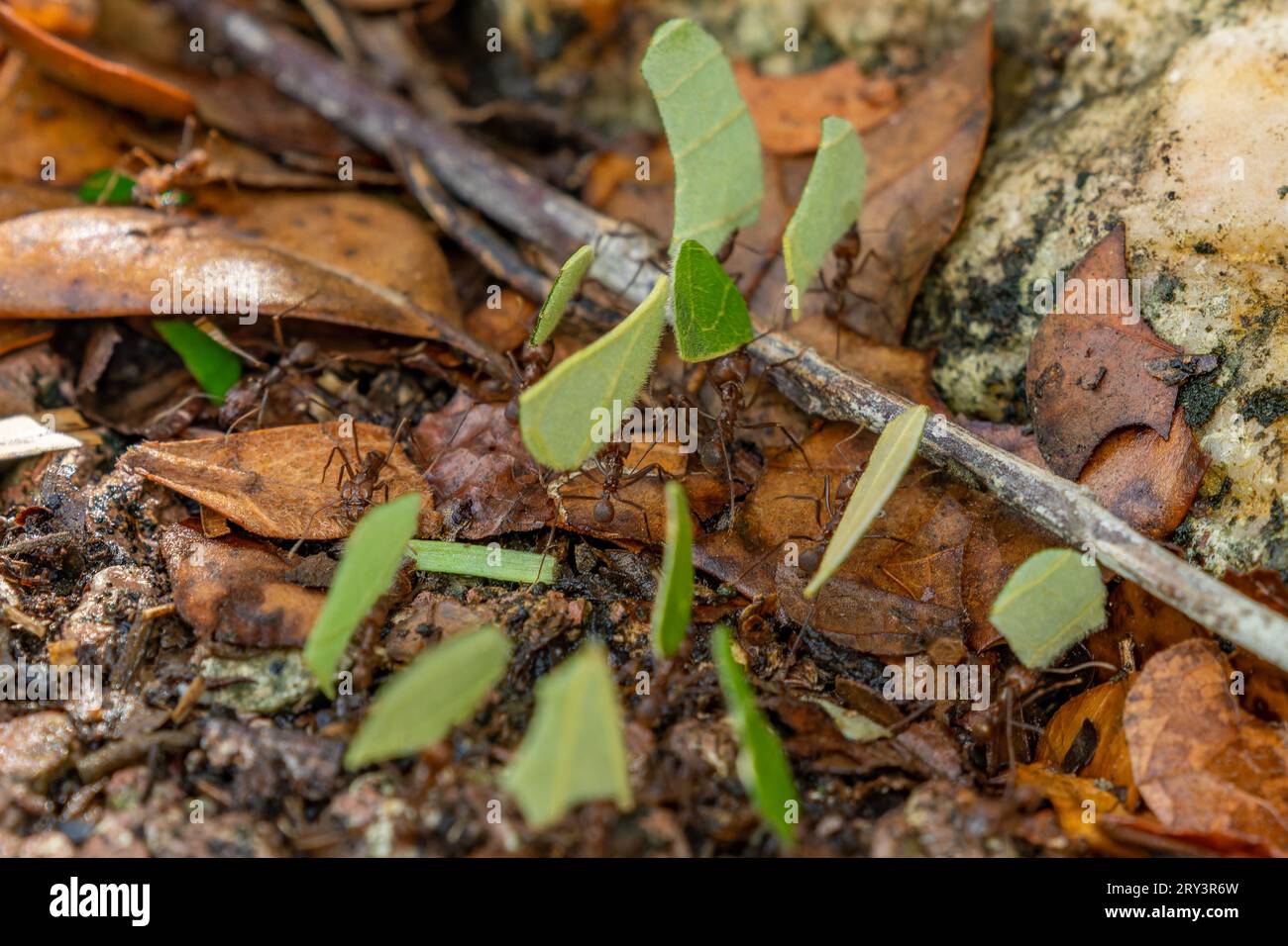 Leafcutter-Ameisen, die Blattstückchen in ihr Nest auf dem Gelände des Belize Zoo in Belize bringen. Stockfoto