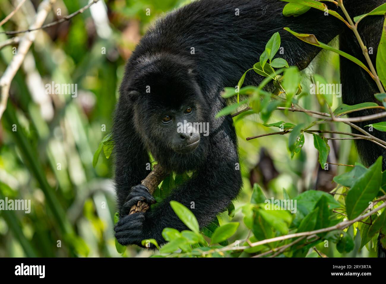 Der gefährdete Yucatan Black Howler Monkey, Alouatta Pigra, ruht in einem Baum im Belize Zoo. Diese Art ist in Belize heimisch. Stockfoto
