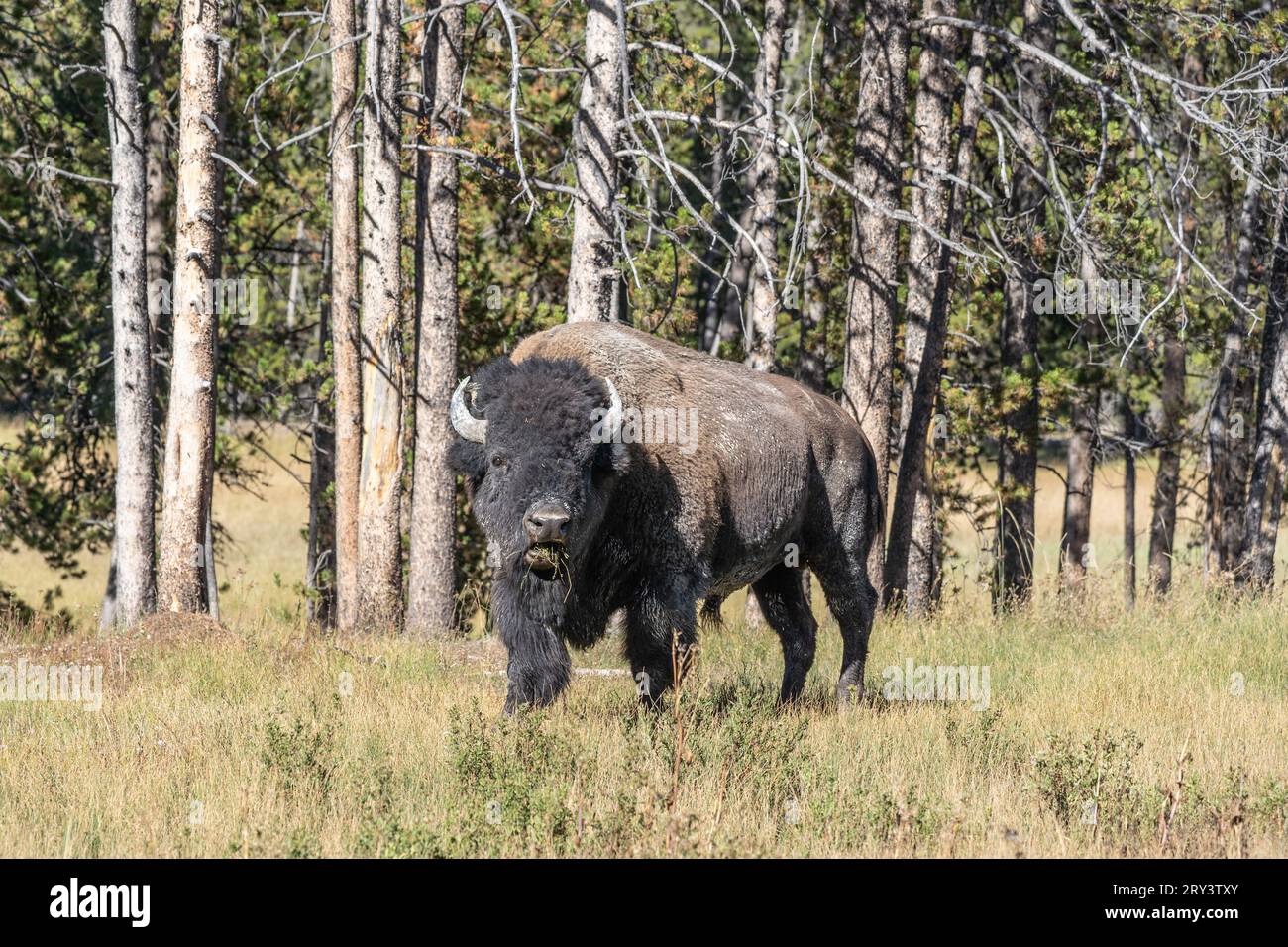 Amerikanische Bisons weiden im Yellowstone-Nationalpark, Wyoming Stockfoto