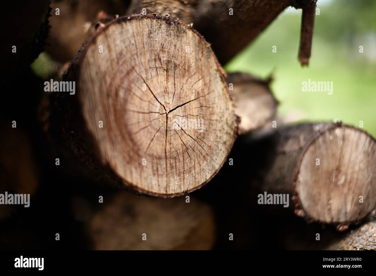 Abgeholzte Bäume liegen übereinander. Stockfoto
