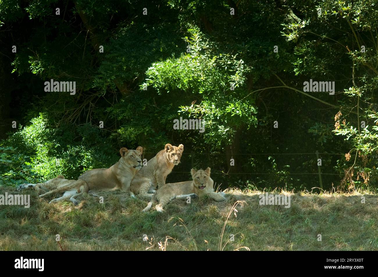 Woodland Park Zoo Zoo Löwen Safari Habitat mit Jungen ruht von weiblicher Löwin in Seattle, Washington State USA Stockfoto