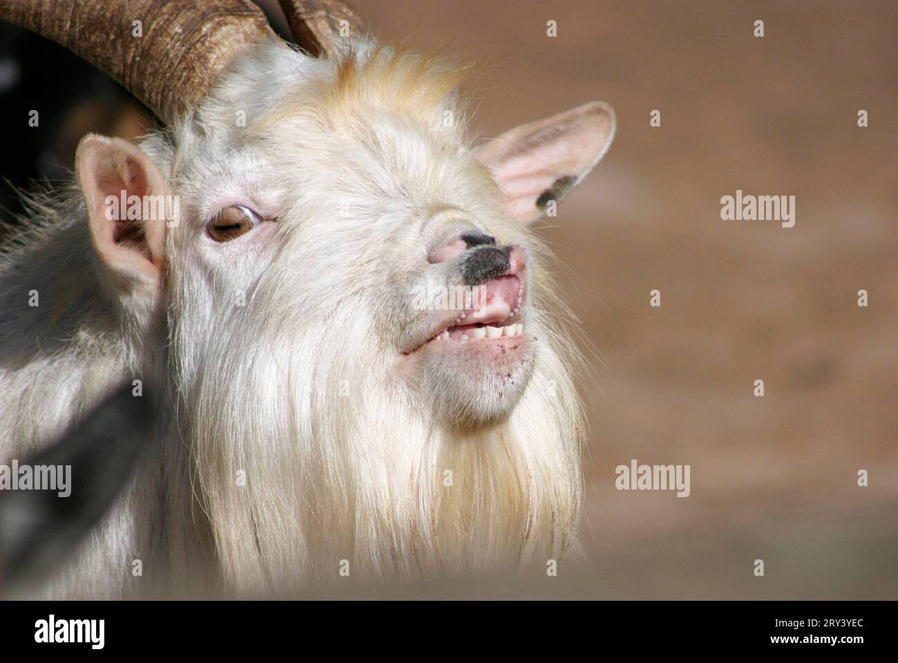 Ziegenbock Stockfoto