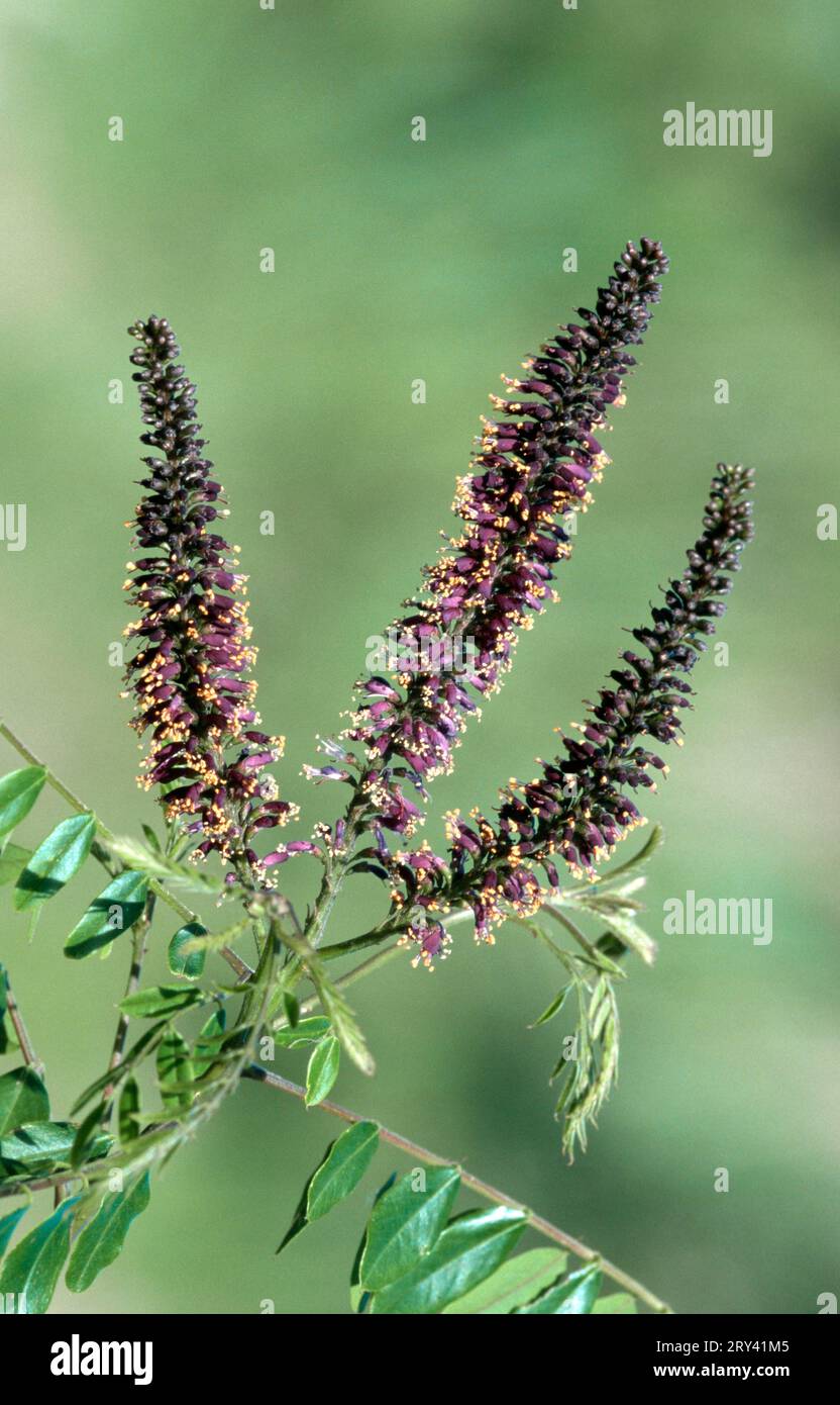 Falscher Indigobruch (Amorpha fruticosa) Stockfoto