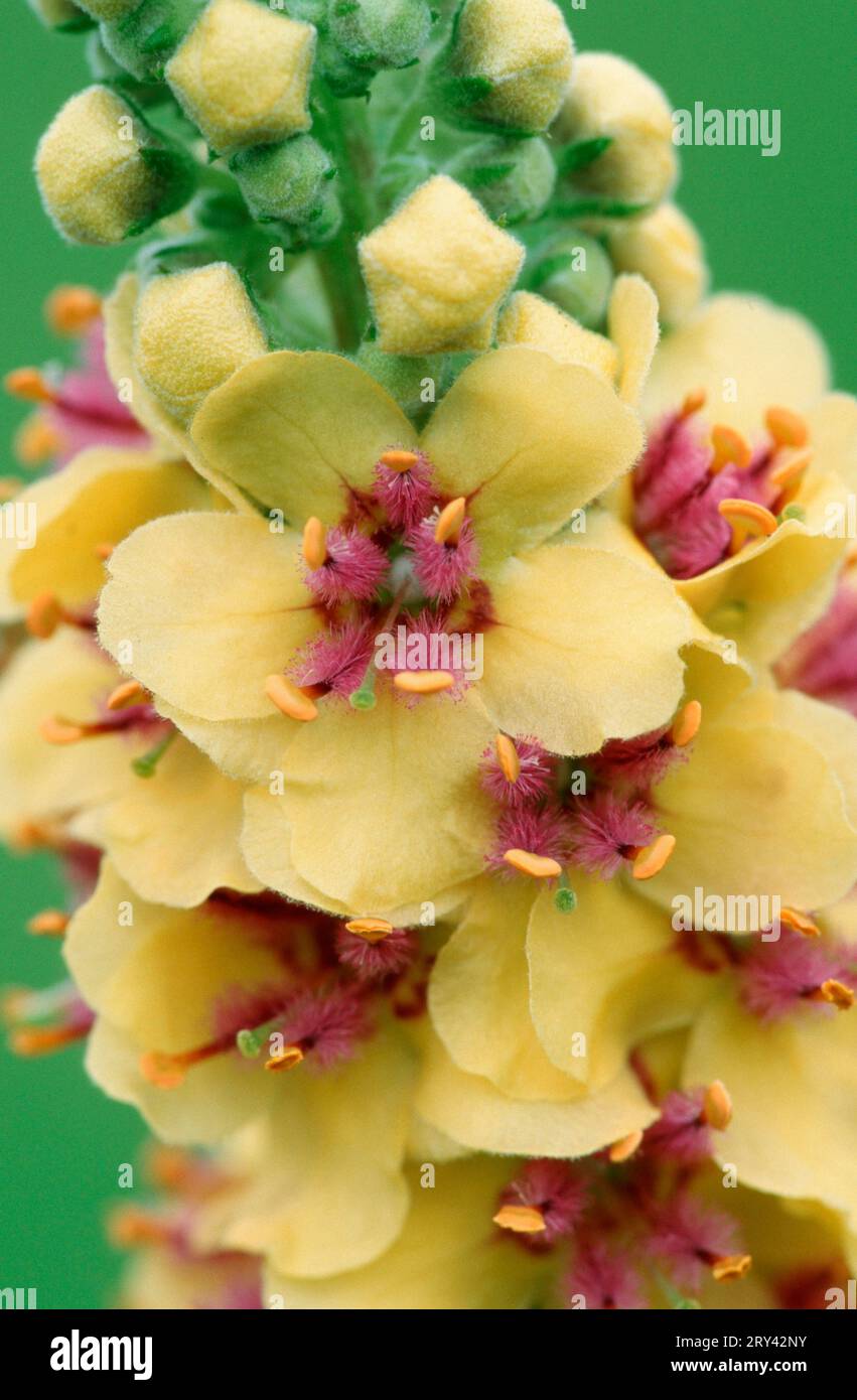 Dunkle Königskerze (Verbascum nigrum), Europa, Blumen, Pflanzen, Pharynxpflanzen, Scrophulariaceae, Nahaufnahme, Detail, Nahaufnahme, gelb, Blumen, Medizin Stockfoto